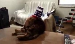 猪弟前女友爆料视频播放,揭秘背后惊人真相