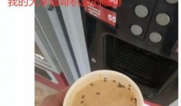 咖啡爆料蟑螂视频,网友视频揭露卫生问题