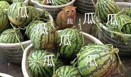 娱乐吃瓜头像图片大全,海量娱乐吃瓜头像大盘点